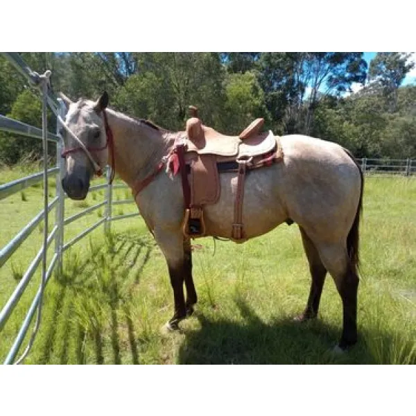2727 Comal