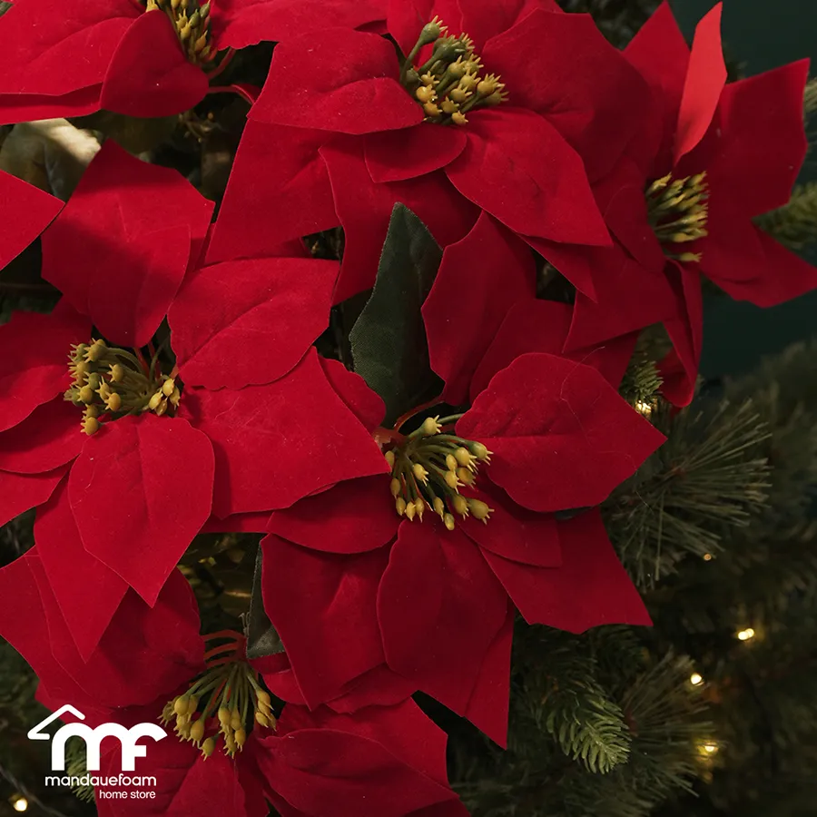 7 Heads Poinsettia Bush