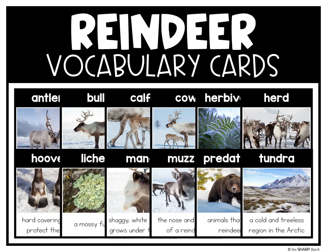 All About Reindeer Craft, Reindeer Math & Literacy, Christmas Craft & Activities | Printable Classroom Resource | One Sharp Bunch