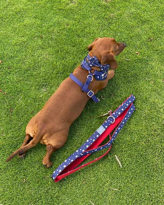 American Dream Dog Walk Set