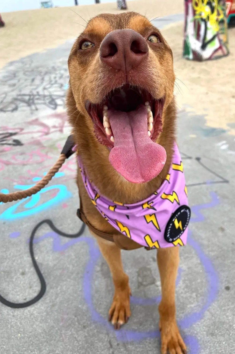 Dog Bandana Bolt - Customize with Interchangeable Velcro Patches