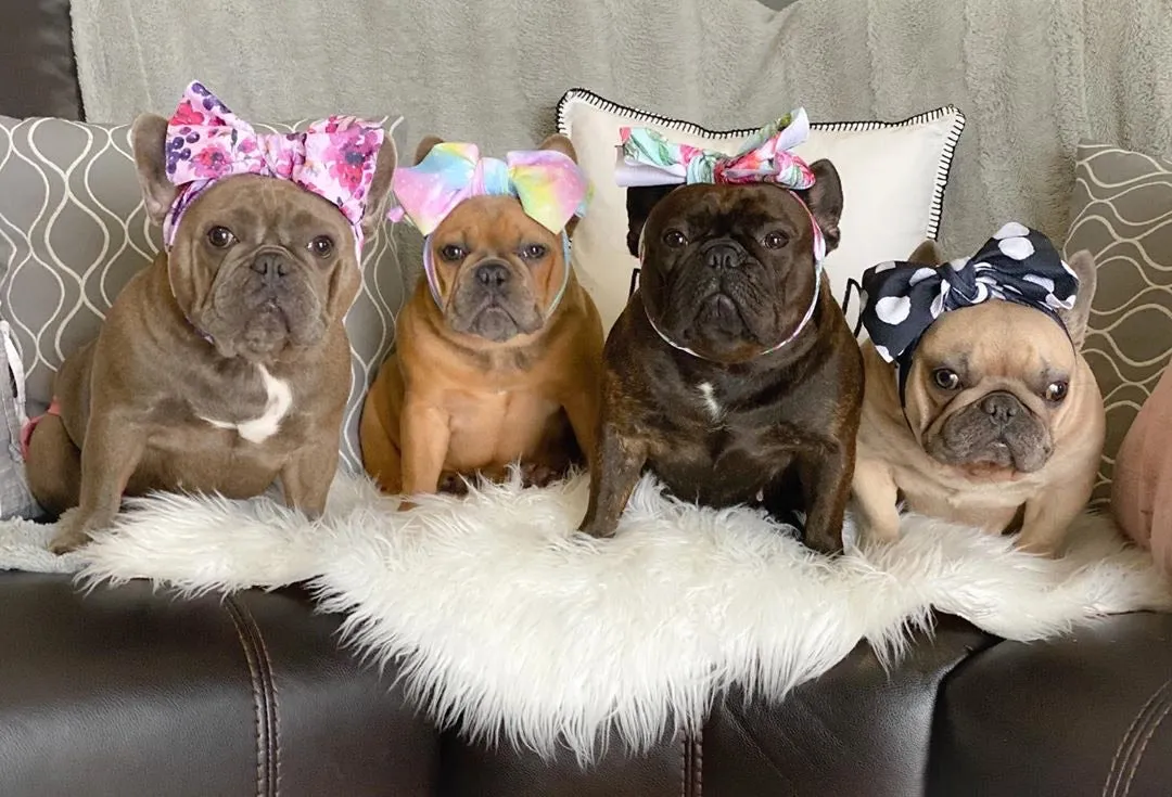 Frenchiestore Pet Head Bow | Aqua Love