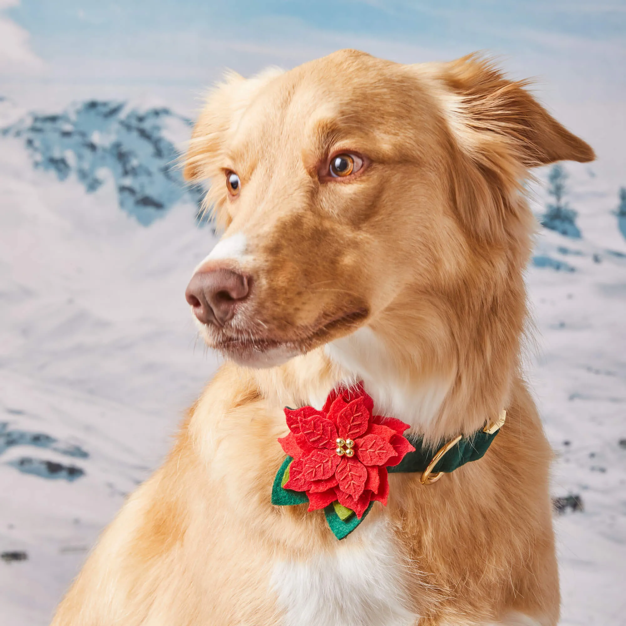 Poinsettia Dog Collar Flower Set