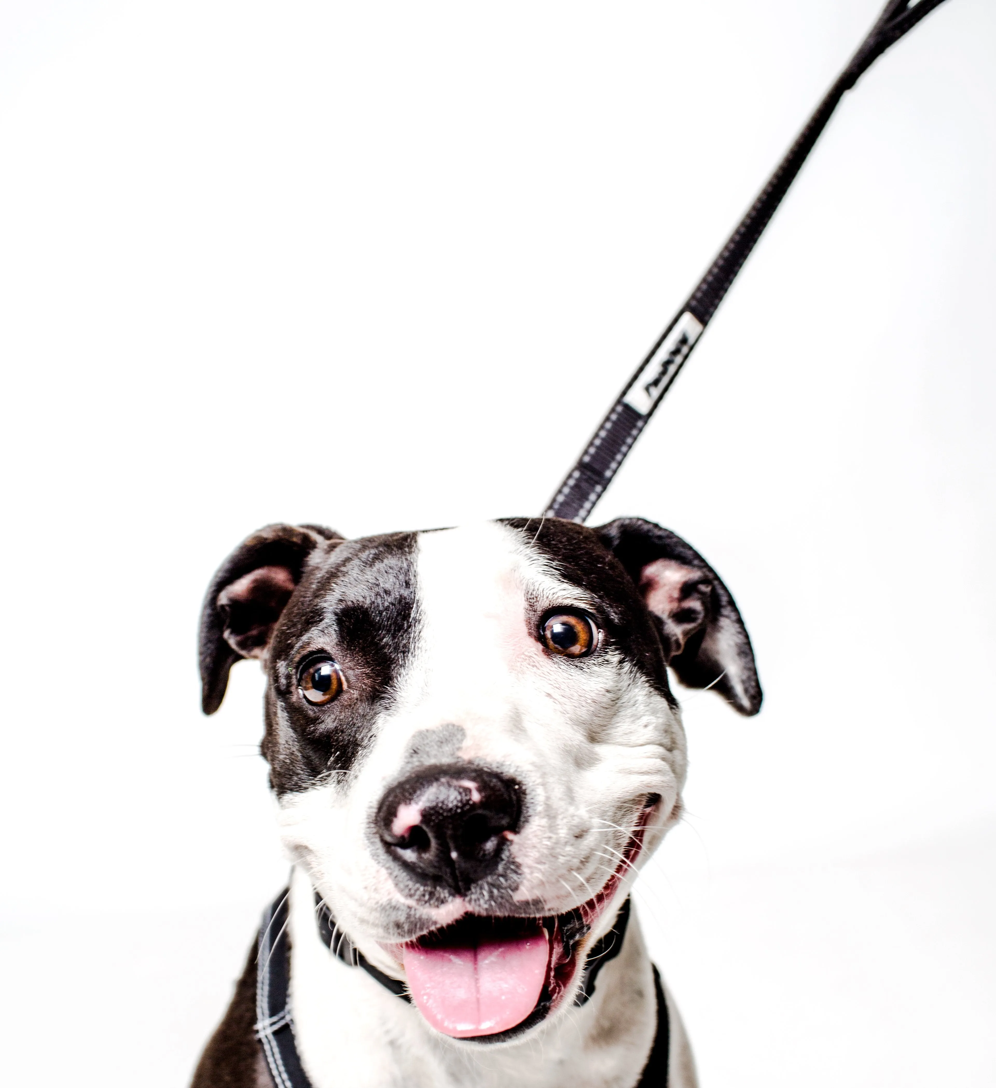 PRODOGG™ Dual Handle Nylon Leash 195202