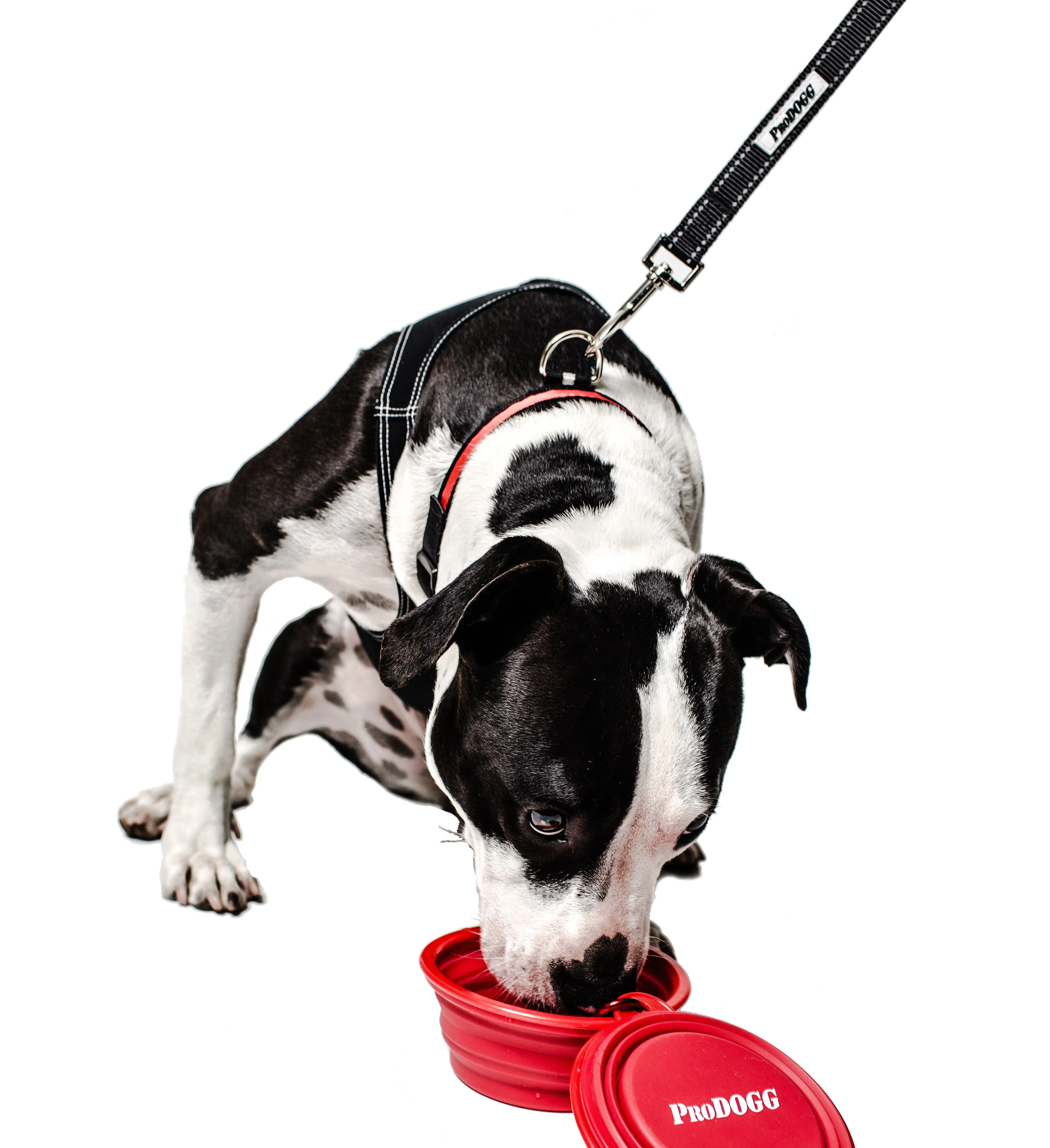 PRODOGG™ Dual Handle Nylon Leash 195202