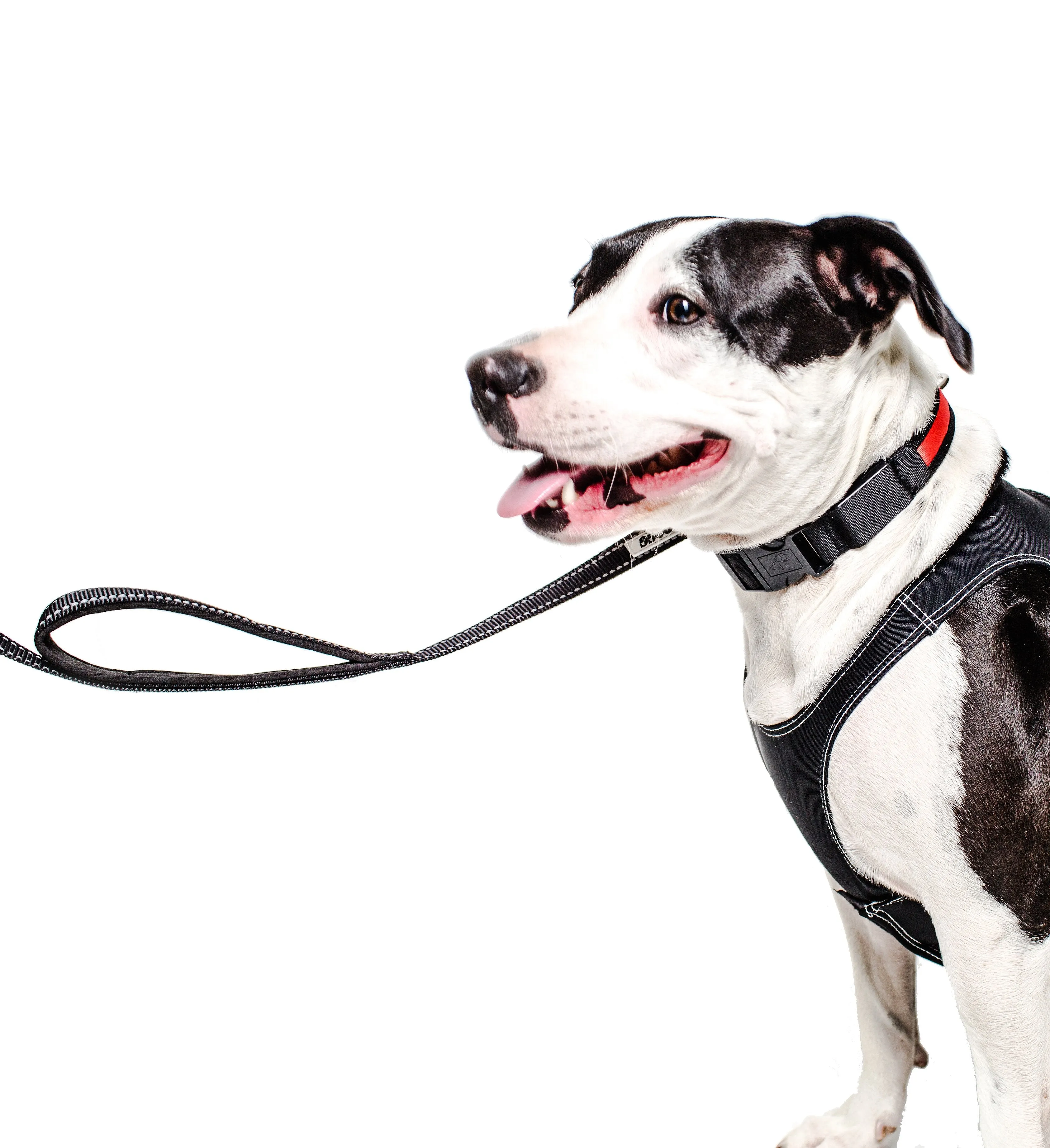 PRODOGG™ Dual Handle Nylon Leash 195202