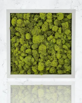 Square Moss Wall Art