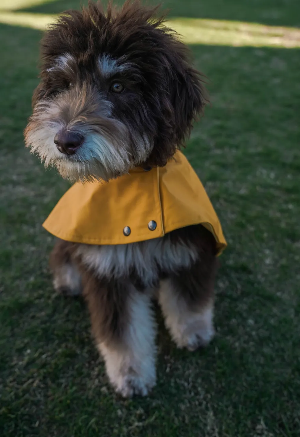 William Cape Raincoat Yellow